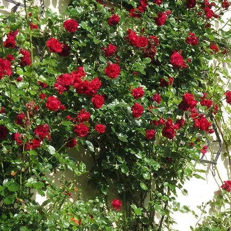 Ferienbauernhof Liesenberg Foersterhaus Gaensebluemchen * Fehmarn