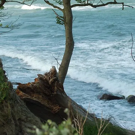Ferienbauernhof Liesenberg Foersterhaus Gaensebluemchen *
