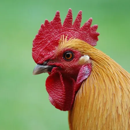 Дом отдыха Ferienbauernhof Liesenberg Foersterhaus Gaensebluemchen Фемарн