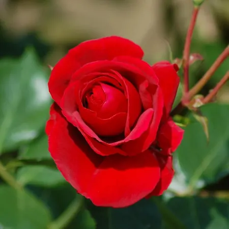 Dom wakacyjny Ferienbauernhof Liesenberg Foersterhaus Gaensebluemchen Fehmarn